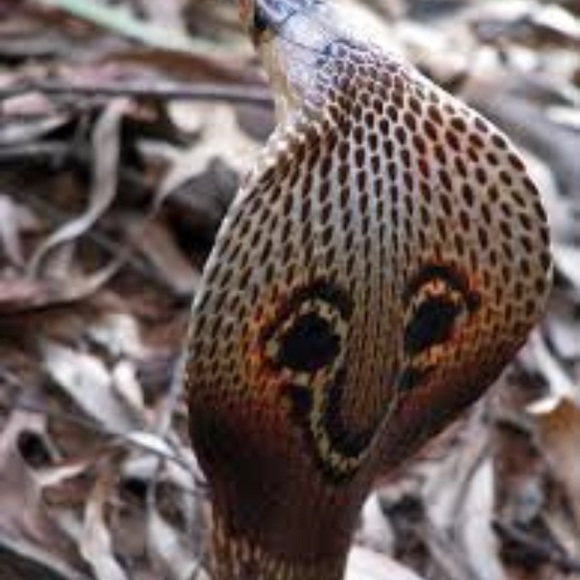 Vintage Real Cobra Skin Kelly style bag - Picture 6 of 12